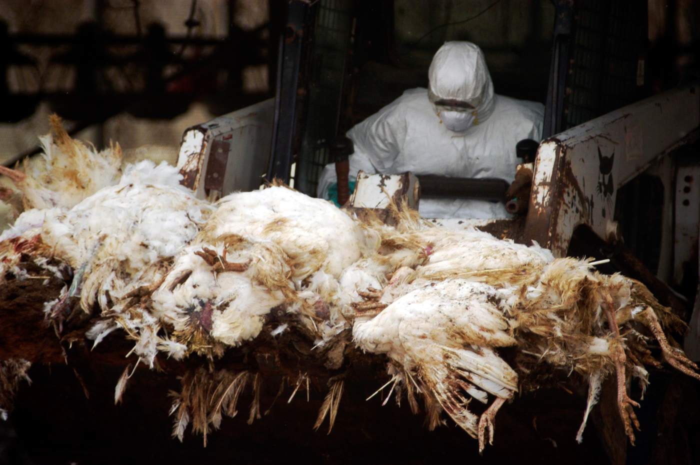 Carcasses of dead turkeys killed by a bird flu outbreak at Kibbutz Holit, Israel, 